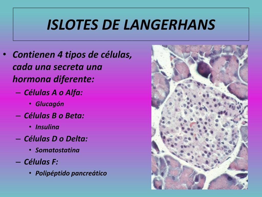ISLOTES DE LANGERHANS Contienen 4 tipos de células, cada una secreta una hormona diferente: Células A o Alfa: