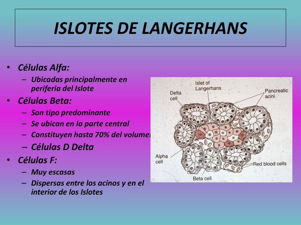 ISLOTES DE LANGERHANS Células Alfa: Células Beta: Células D Delta