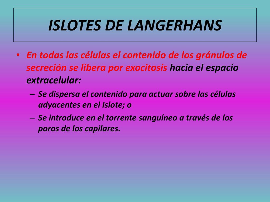 ISLOTES DE LANGERHANS En todas las células el contenido de los gránulos de secreción se libera por exocitosis hacia el espacio extracelular: