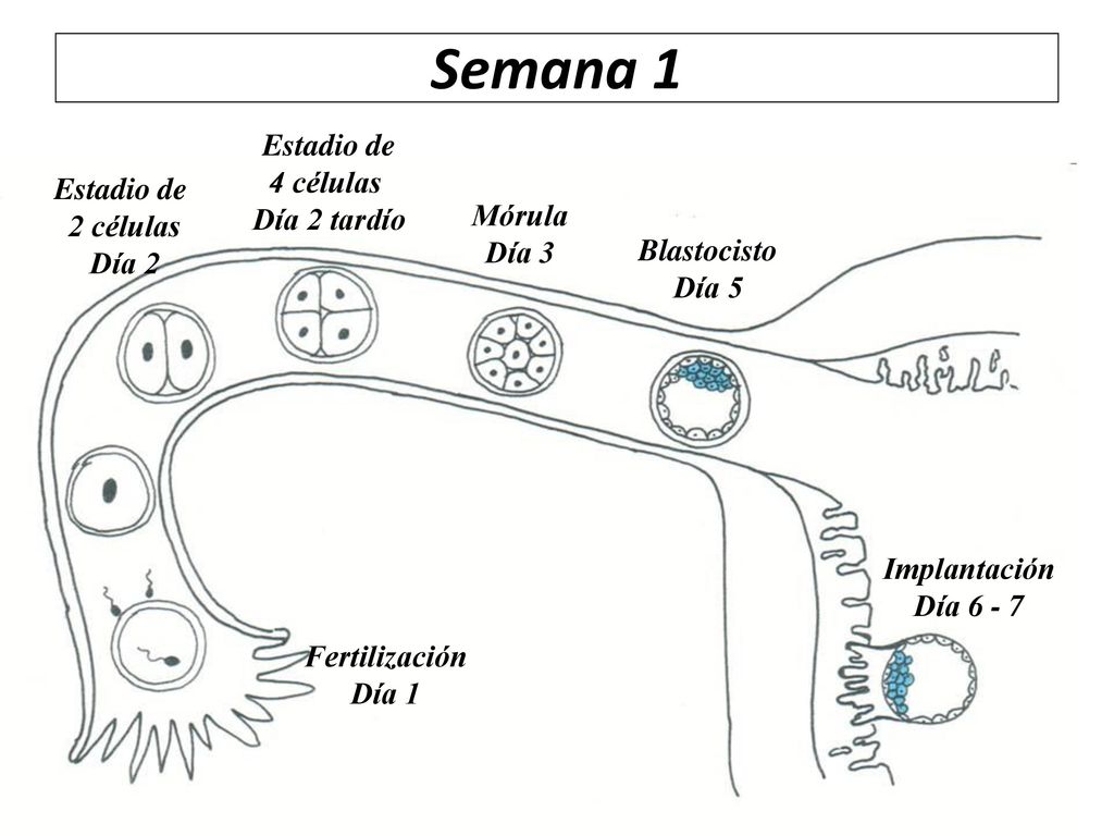 Semana 1 Estadio de 4 células Día 2 tardío Estadio de 2 células Mórula