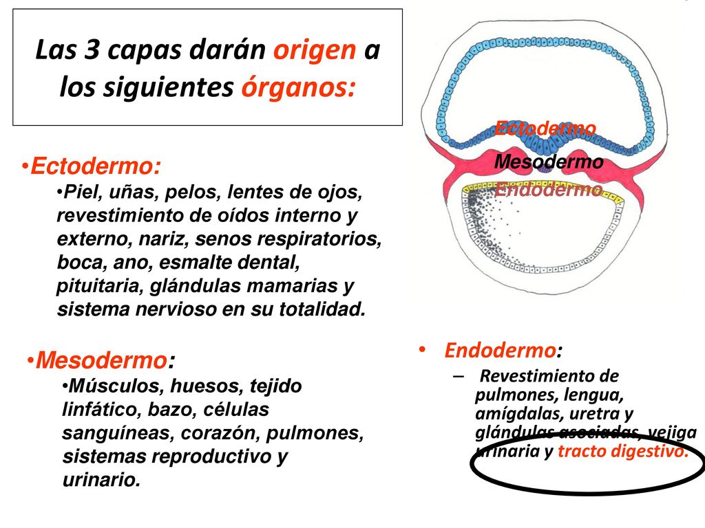 Las 3 capas darán origen a los siguientes órganos: