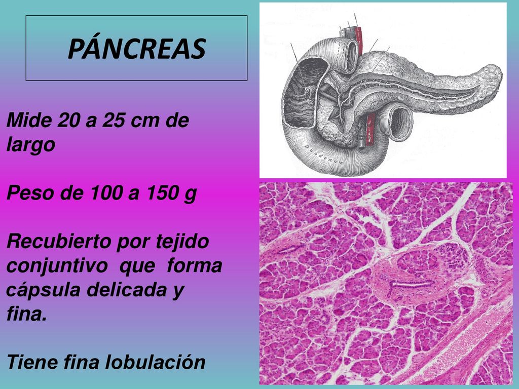 PÁNCREAS Mide 20 a 25 cm de largo Peso de 100 a 150 g