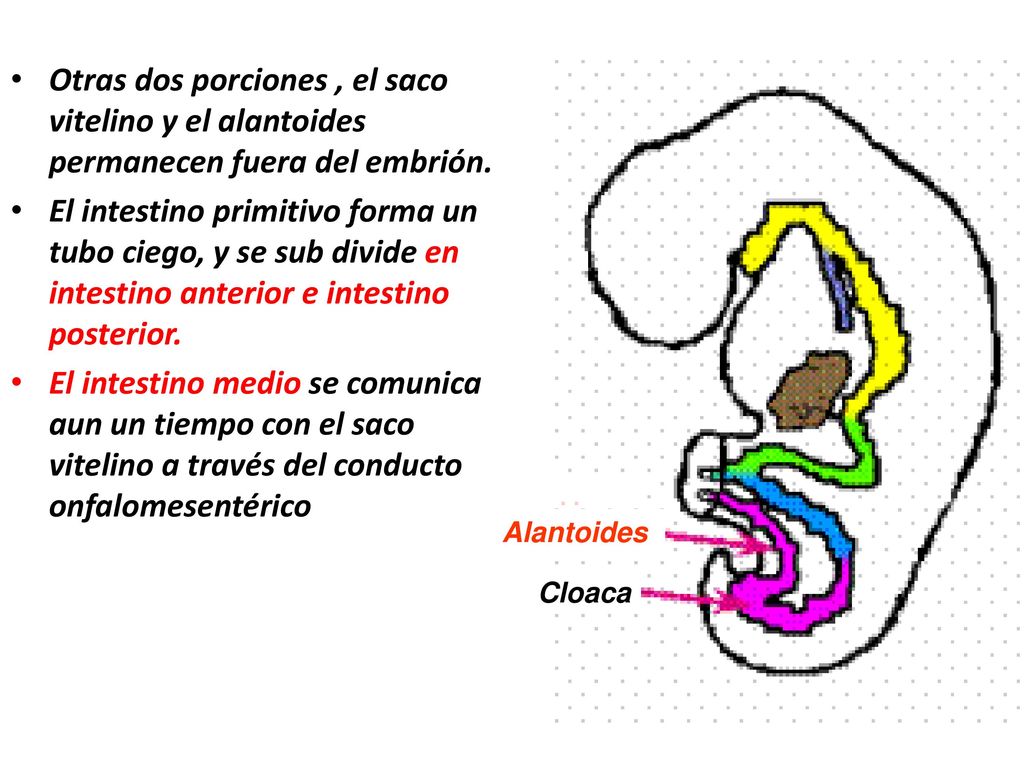 Otras dos porciones , el saco vitelino y el alantoides permanecen fuera del embrión.