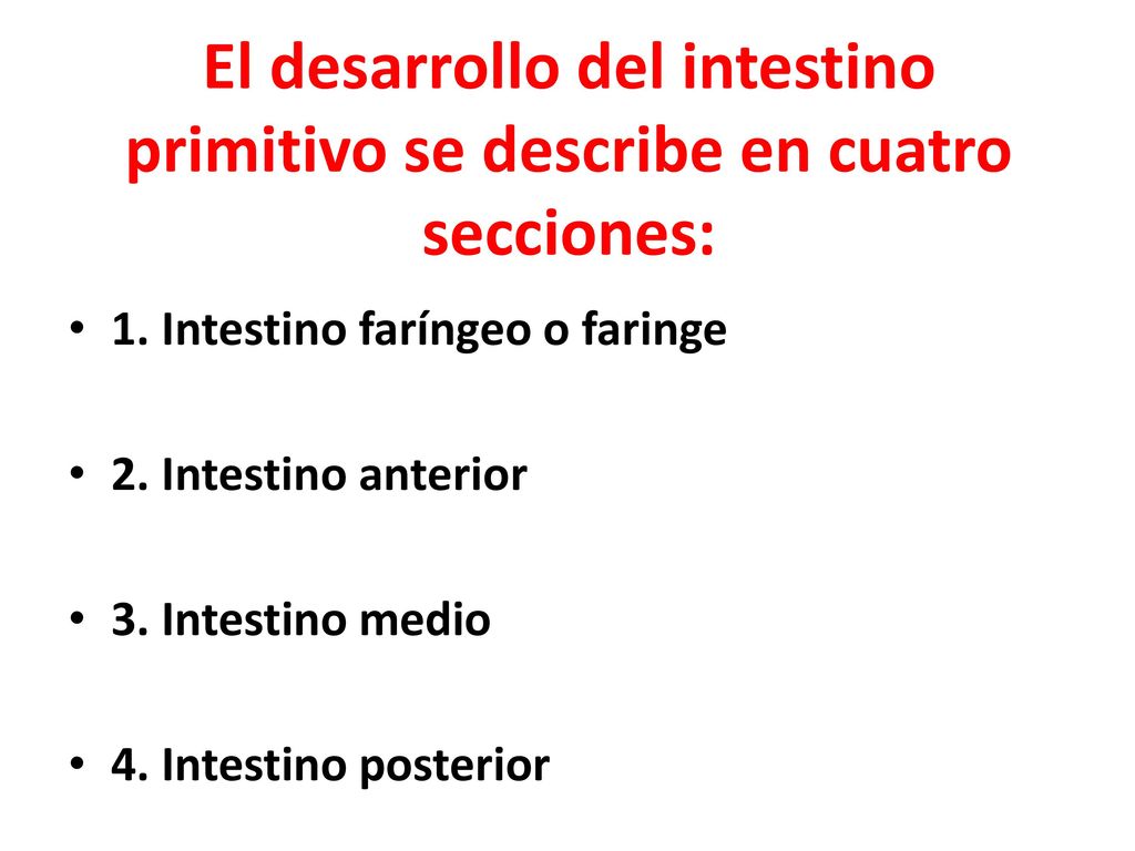 El desarrollo del intestino primitivo se describe en cuatro secciones: