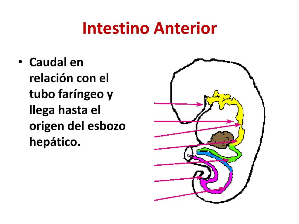 Intestino Anterior Caudal en relación con el tubo faríngeo y llega hasta el origen del esbozo hepático.
