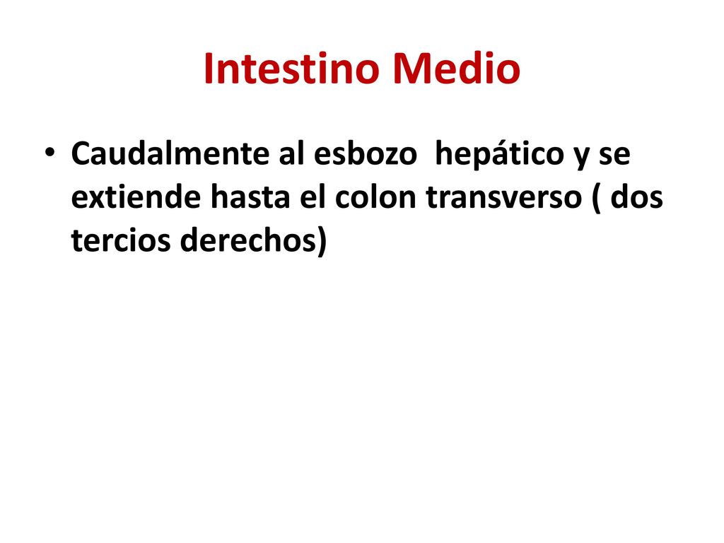 Intestino Medio Caudalmente al esbozo hepático y se extiende hasta el colon transverso ( dos tercios derechos)