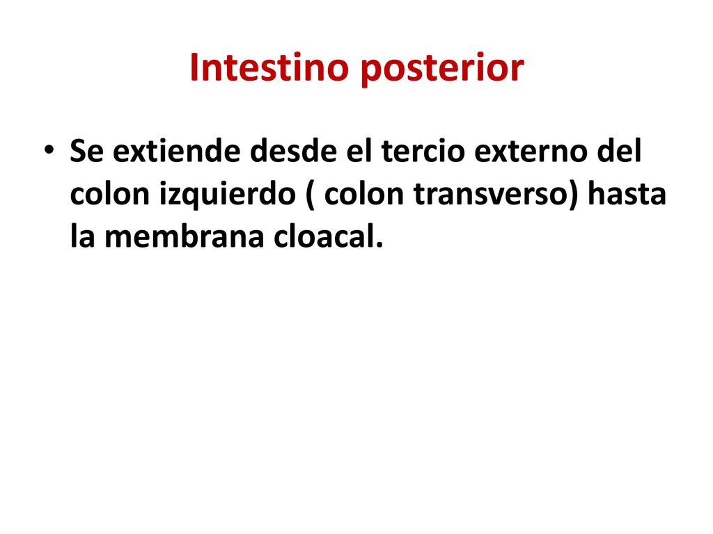 Intestino posterior Se extiende desde el tercio externo del colon izquierdo ( colon transverso) hasta la membrana cloacal.