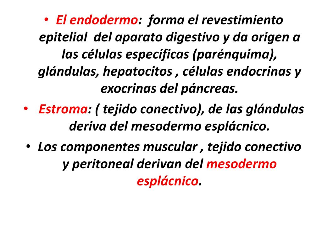 El endodermo: forma el revestimiento epitelial del aparato digestivo y da origen a las células específicas (parénquima), glándulas, hepatocitos , células endocrinas y exocrinas del páncreas.
