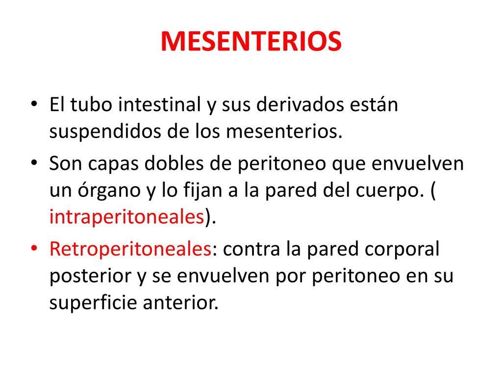 MESENTERIOS El tubo intestinal y sus derivados están suspendidos de los mesenterios.