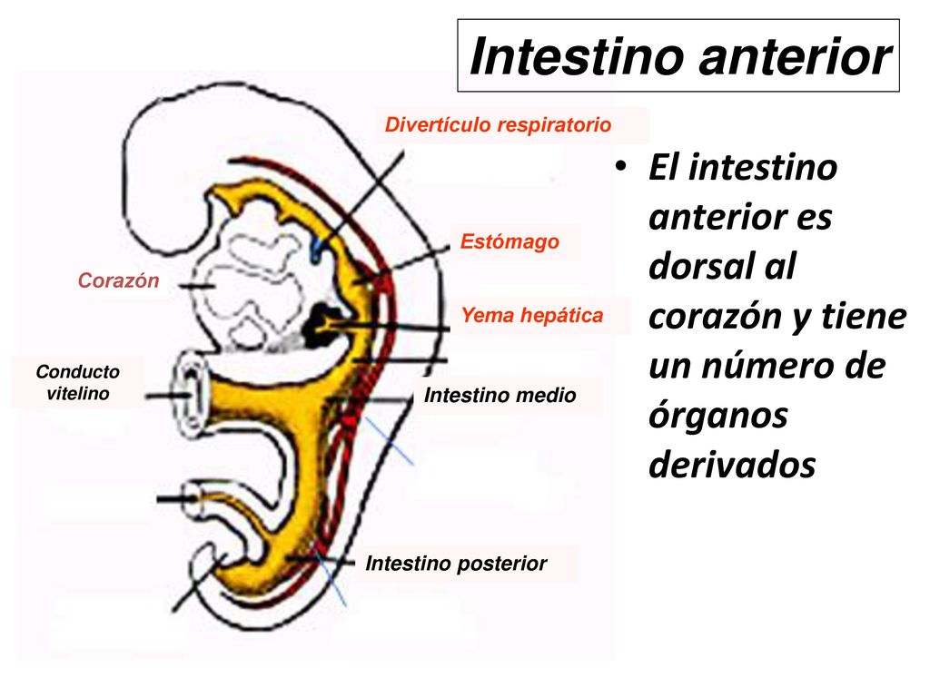 Intestino anterior Divertículo respiratorio. El intestino anterior es dorsal al corazón y tiene un número de órganos derivados.