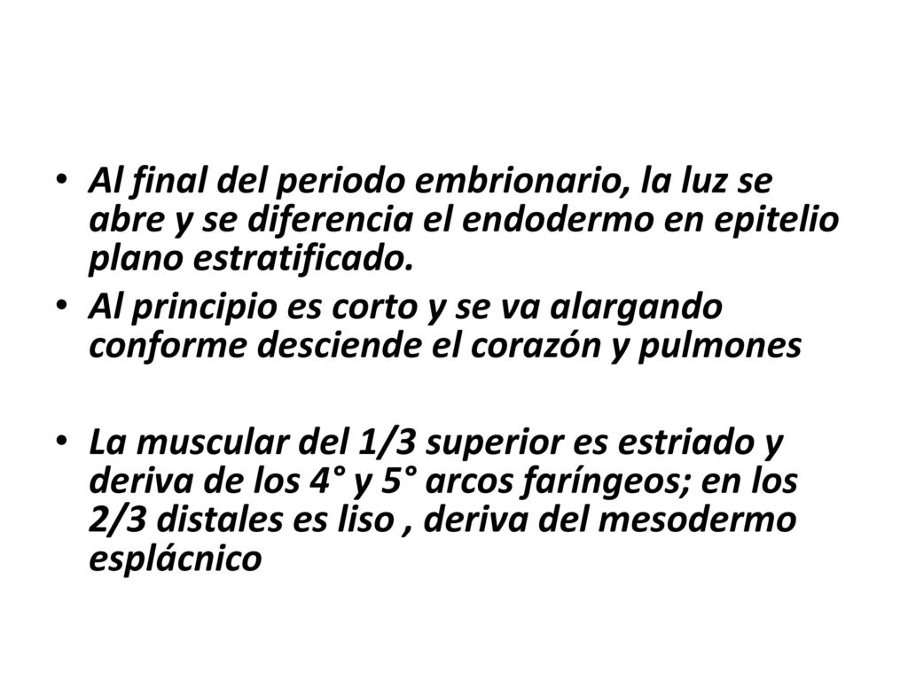 Al final del periodo embrionario, la luz se abre y se diferencia el endodermo en epitelio plano estratificado.