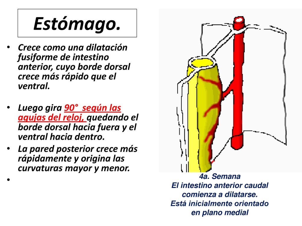 Estómago. Crece como una dilatación fusiforme de intestino anterior, cuyo borde dorsal crece más rápido que el ventral.