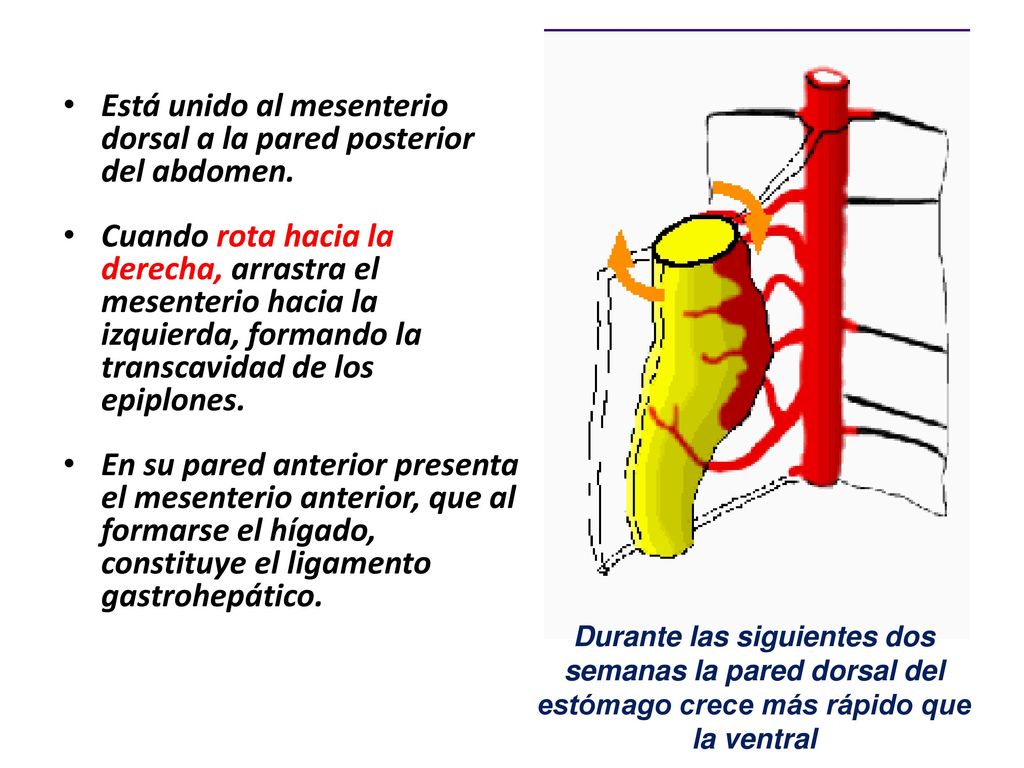 Está unido al mesenterio dorsal a la pared posterior del abdomen.