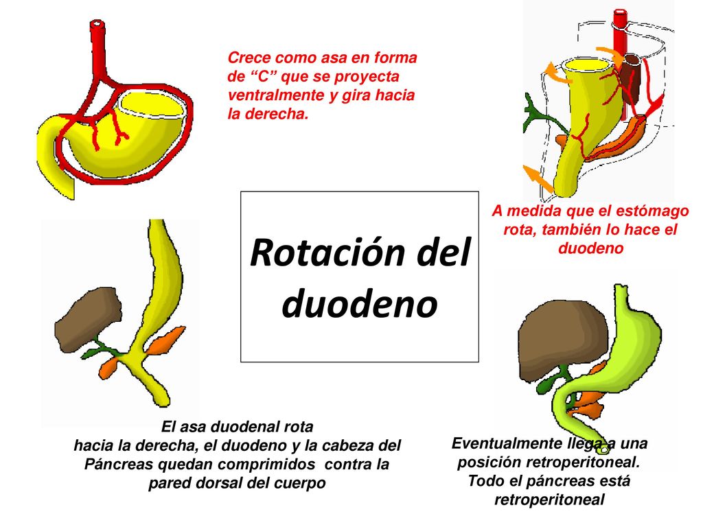 Crece como asa en forma de C que se proyecta ventralmente y gira hacia la derecha.