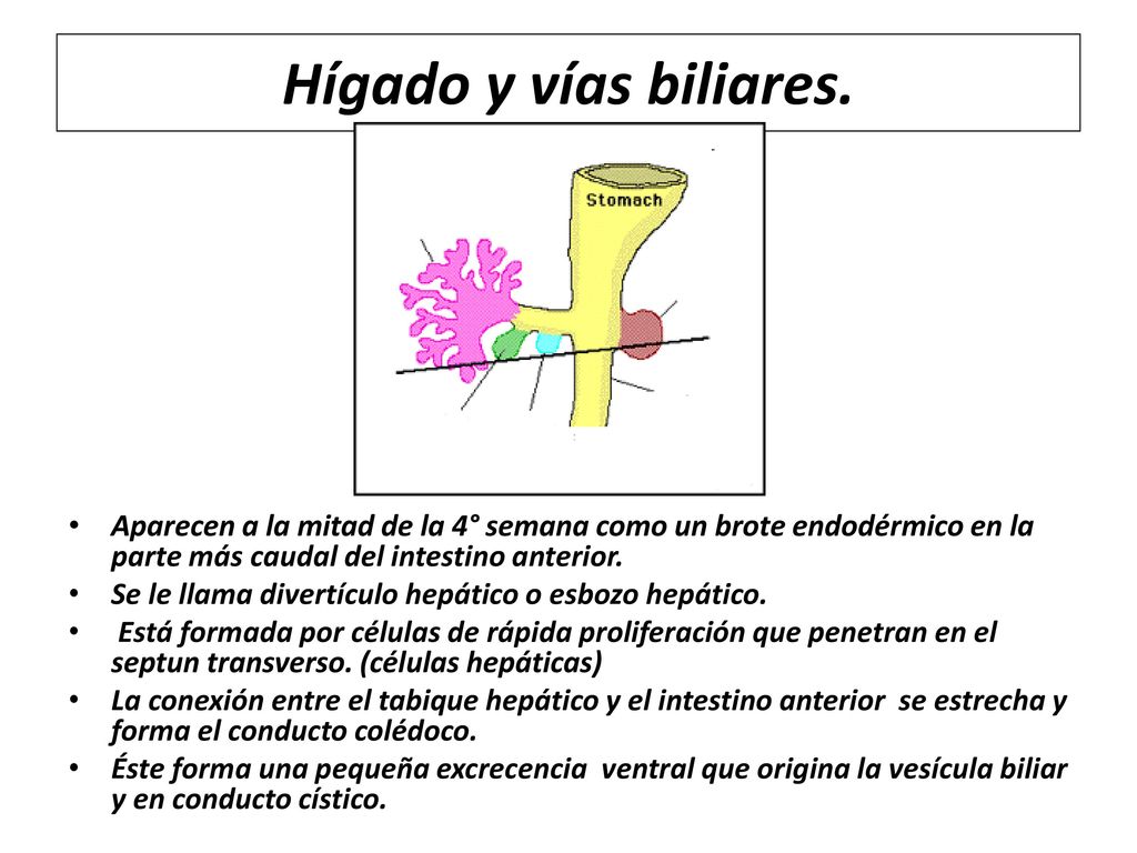 Hígado y vías biliares. Aparecen a la mitad de la 4° semana como un brote endodérmico en la parte más caudal del intestino anterior.