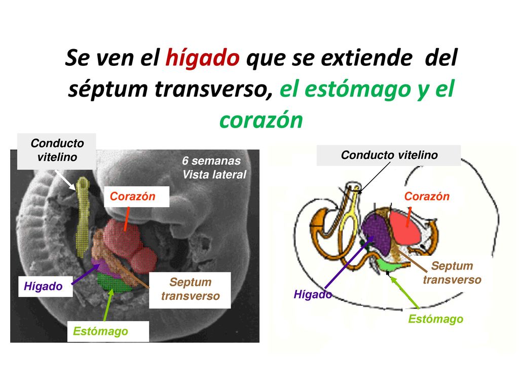 Se ven el hígado que se extiende del séptum transverso, el estómago y el corazón