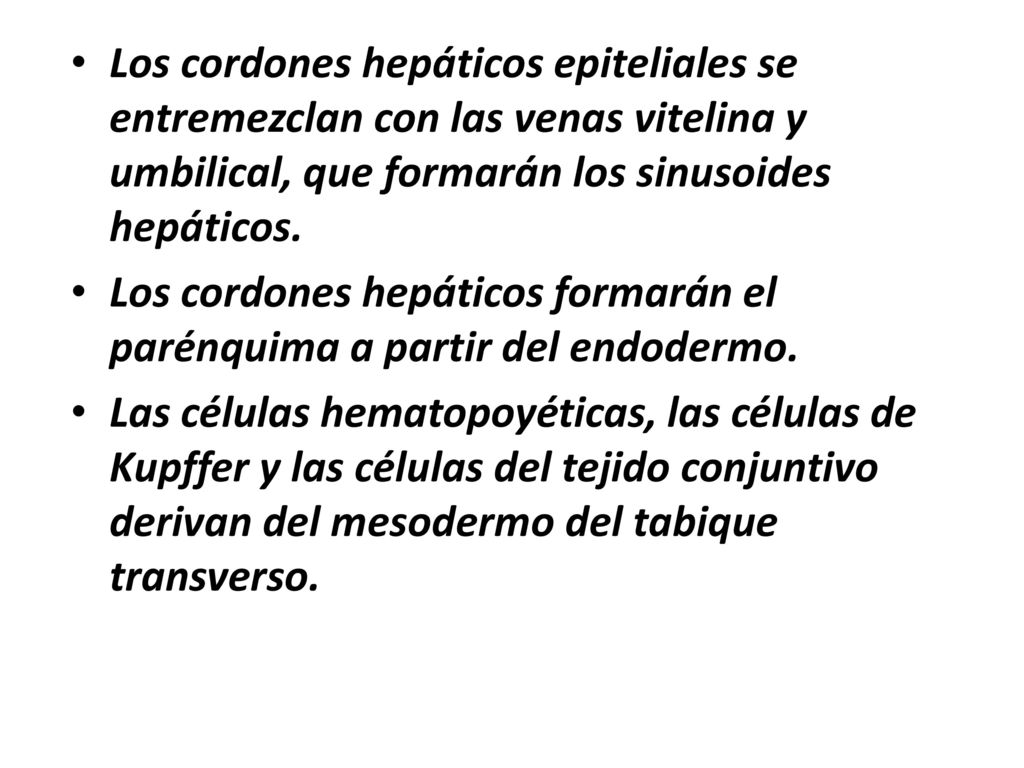 Los cordones hepáticos epiteliales se entremezclan con las venas vitelina y umbilical, que formarán los sinusoides hepáticos.