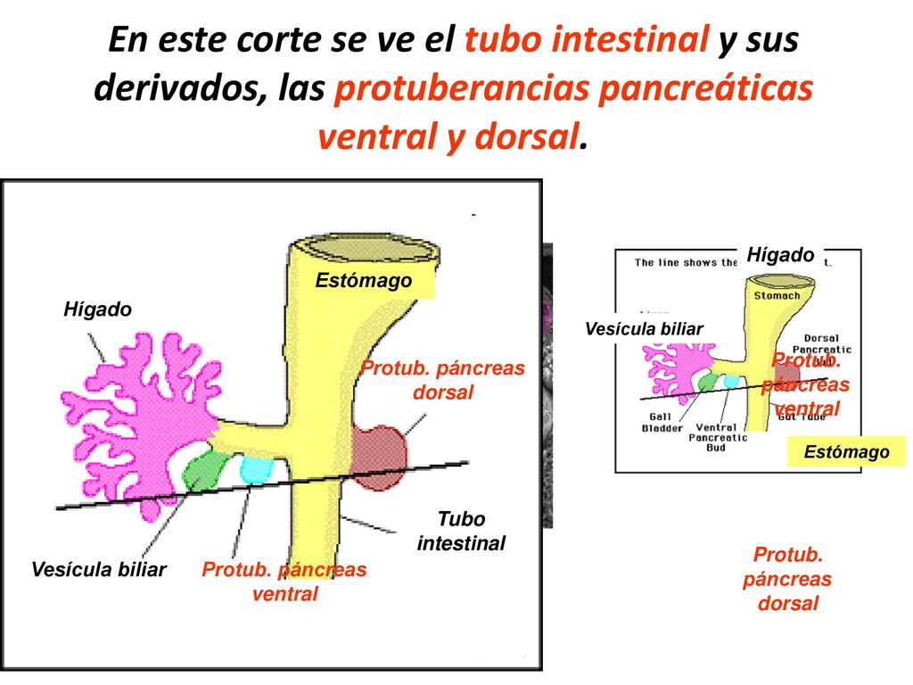 En este corte se ve el tubo intestinal y sus derivados, las protuberancias pancreáticas ventral y dorsal.