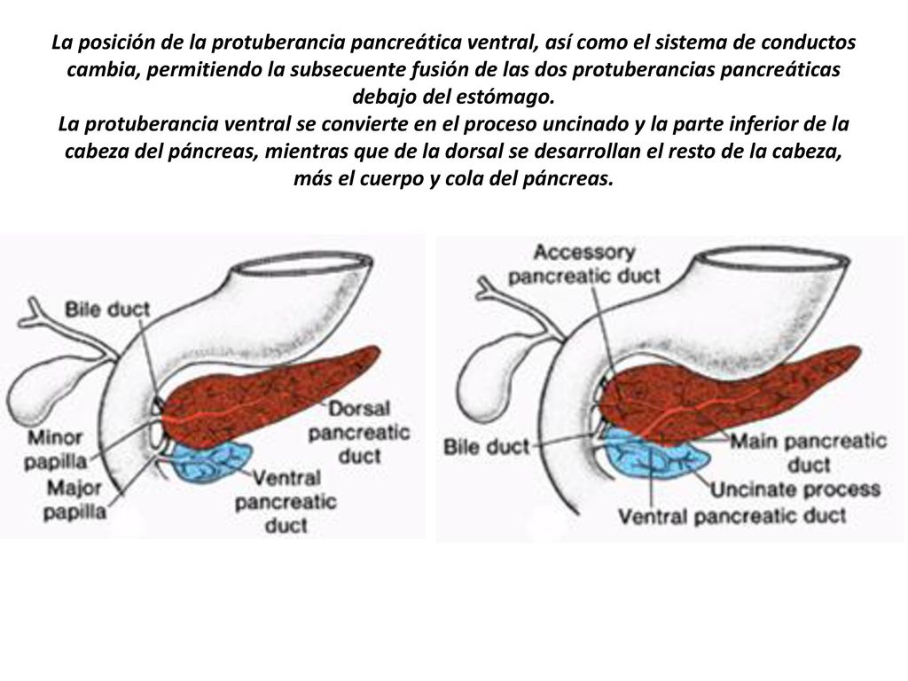 La posición de la protuberancia pancreática ventral, así como el sistema de conductos cambia, permitiendo la subsecuente fusión de las dos protuberancias pancreáticas debajo del estómago.