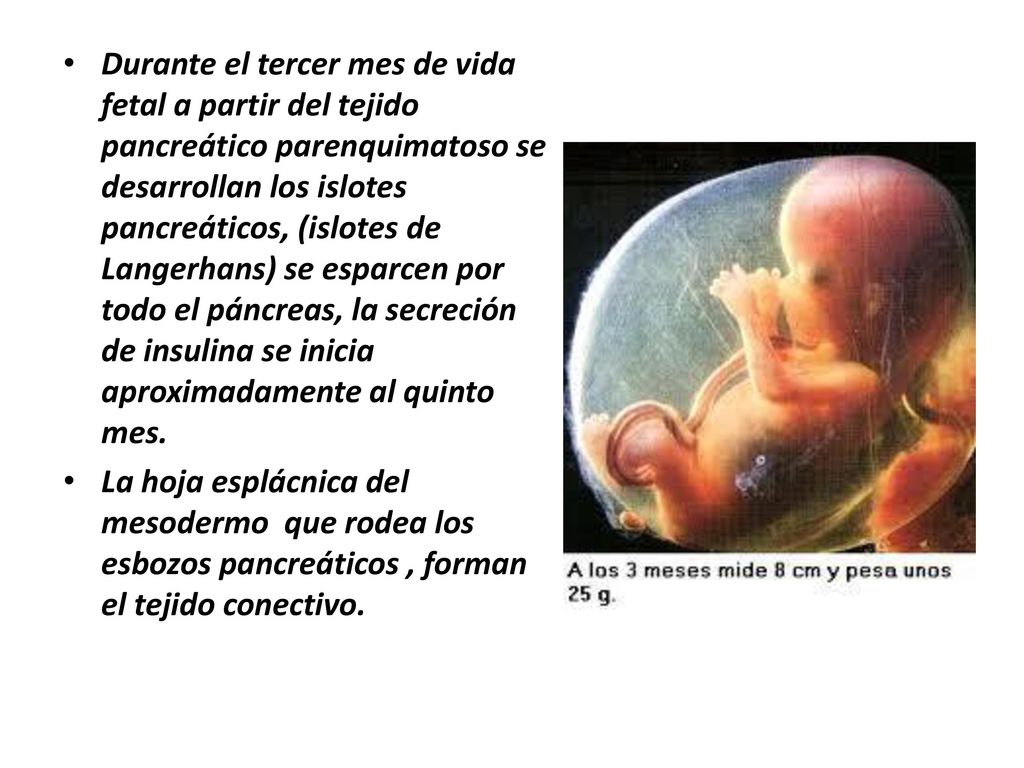 Durante el tercer mes de vida fetal a partir del tejido pancreático parenquimatoso se desarrollan los islotes pancreáticos, (islotes de Langerhans) se esparcen por todo el páncreas, la secreción de insulina se inicia aproximadamente al quinto mes.