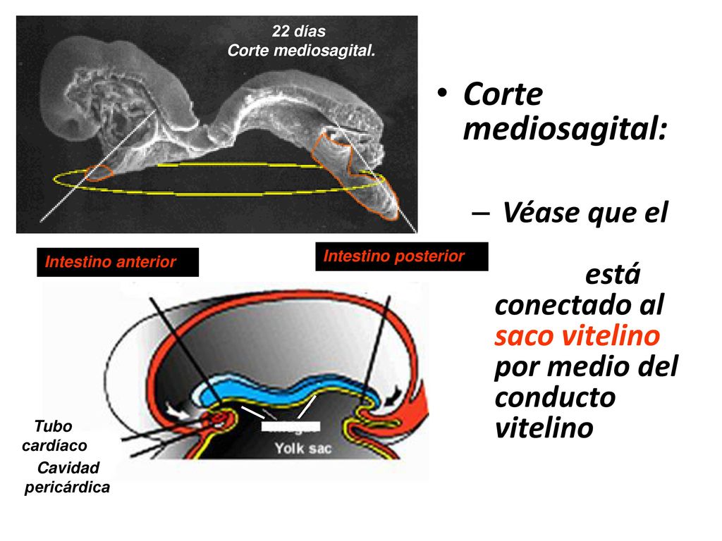 22 días Corte mediosagital. Corte mediosagital: Véase que el intestino medio está conectado al saco vitelino por medio del conducto vitelino.