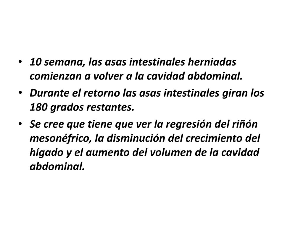 10 semana, las asas intestinales herniadas comienzan a volver a la cavidad abdominal.