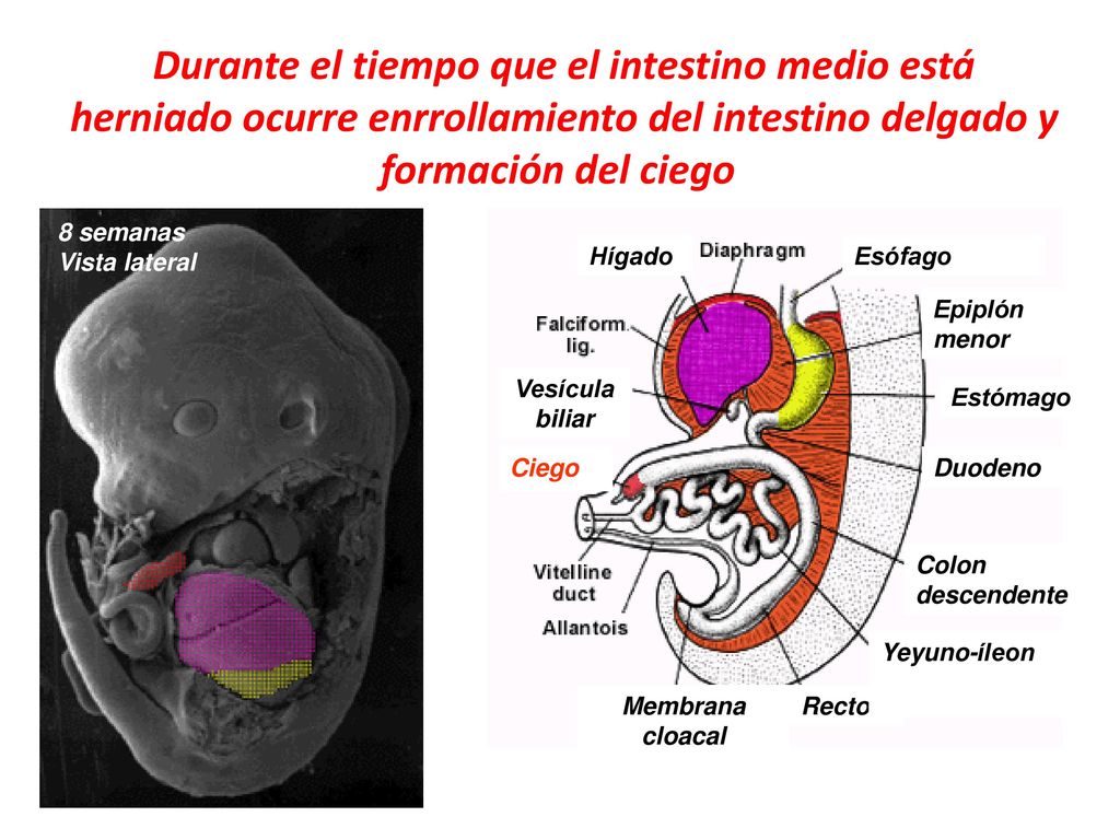 Durante el tiempo que el intestino medio está herniado ocurre enrrollamiento del intestino delgado y formación del ciego.