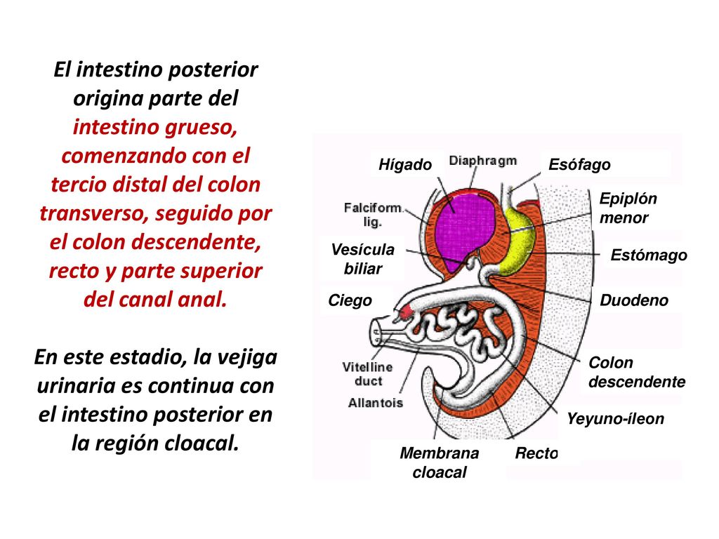 El intestino posterior origina parte del intestino grueso, comenzando con el tercio distal del colon transverso, seguido por el colon descendente, recto y parte superior del canal anal. En este estadio, la vejiga urinaria es continua con el intestino posterior en la región cloacal.