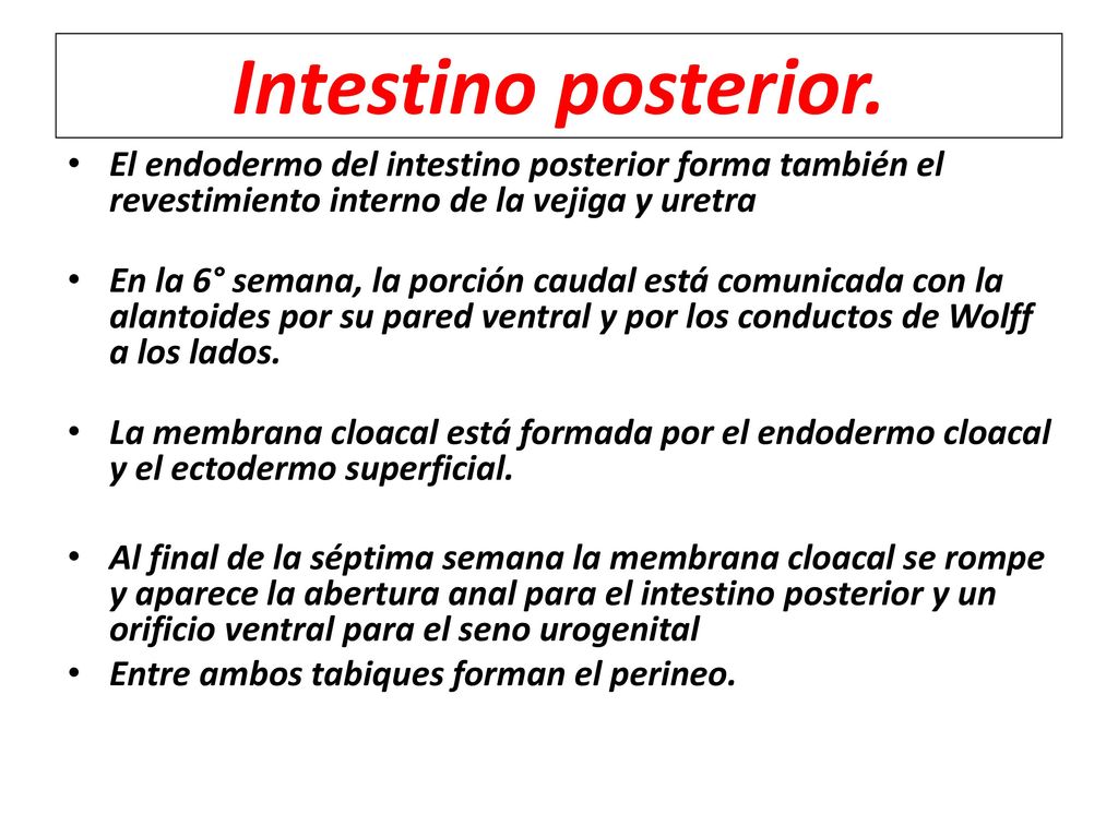 Intestino posterior. El endodermo del intestino posterior forma también el revestimiento interno de la vejiga y uretra.