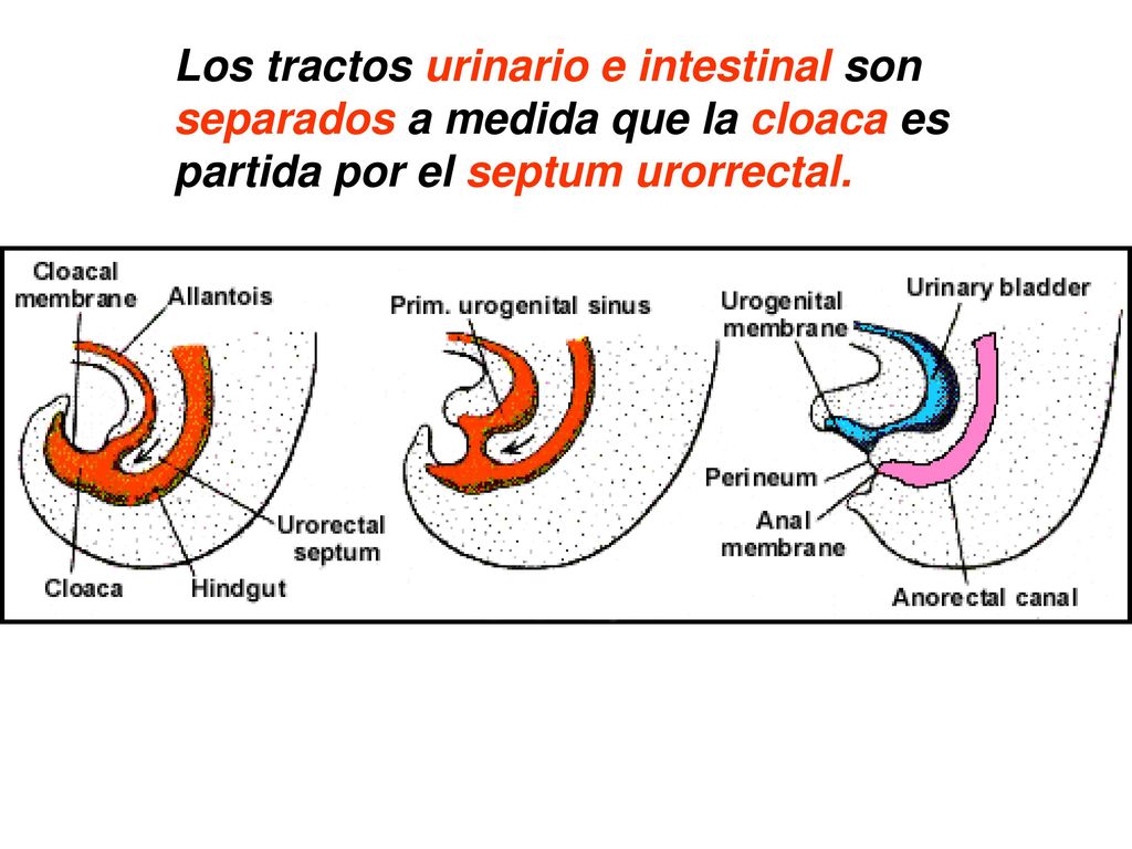 Los tractos urinario e intestinal son separados a medida que la cloaca es partida por el septum urorrectal.