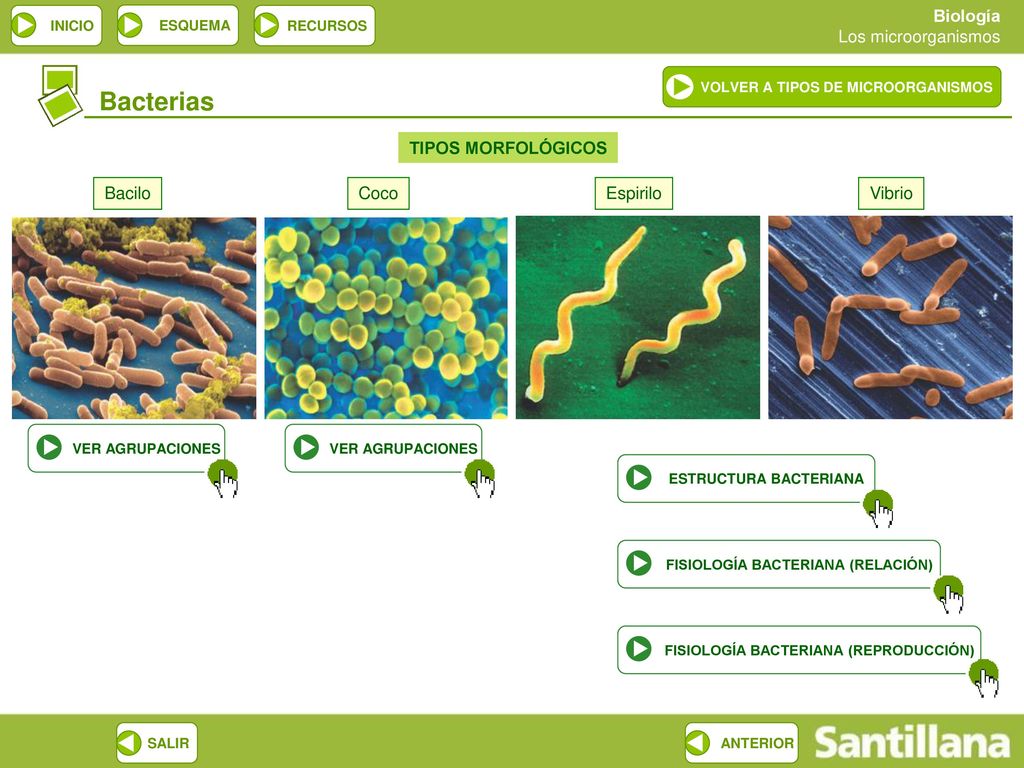 Bacterias TIPOS MORFOLÓGICOS Bacilo Coco Espirilo Vibrio