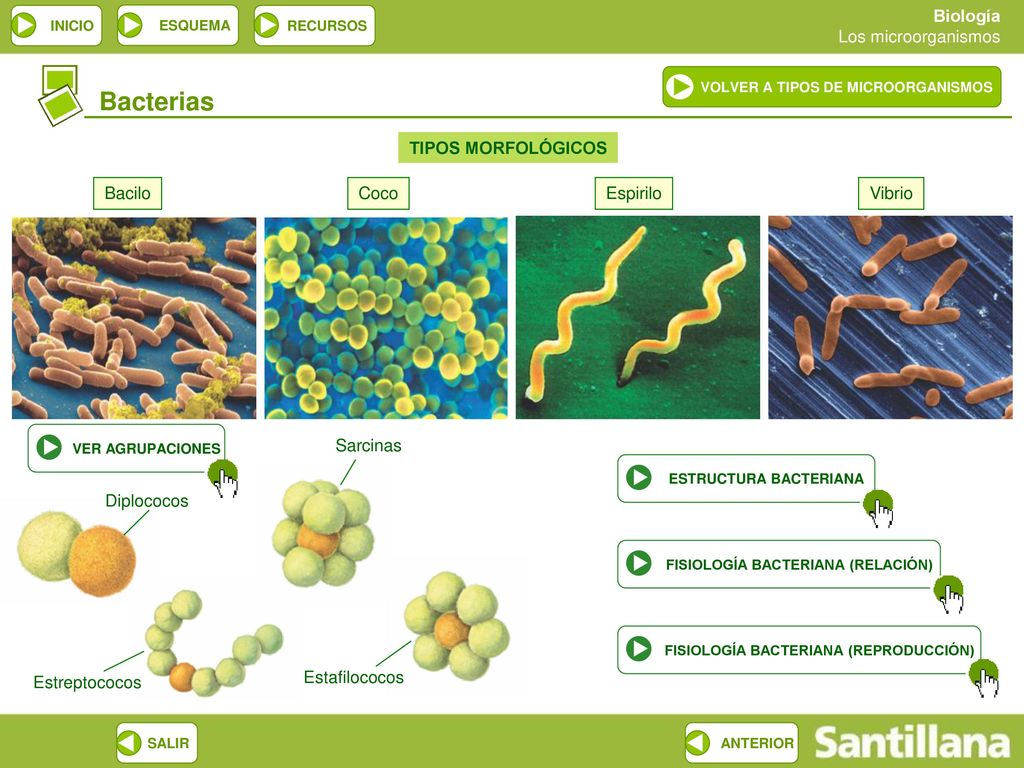 Bacterias TIPOS MORFOLÓGICOS Bacilo Coco Espirilo Vibrio Sarcinas