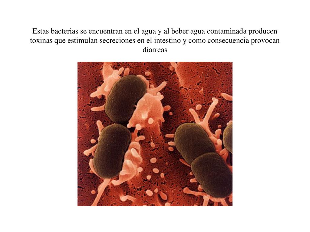 Estas bacterias se encuentran en el agua y al beber agua contaminada producen toxinas que estimulan secreciones en el intestino y como consecuencia provocan diarreas