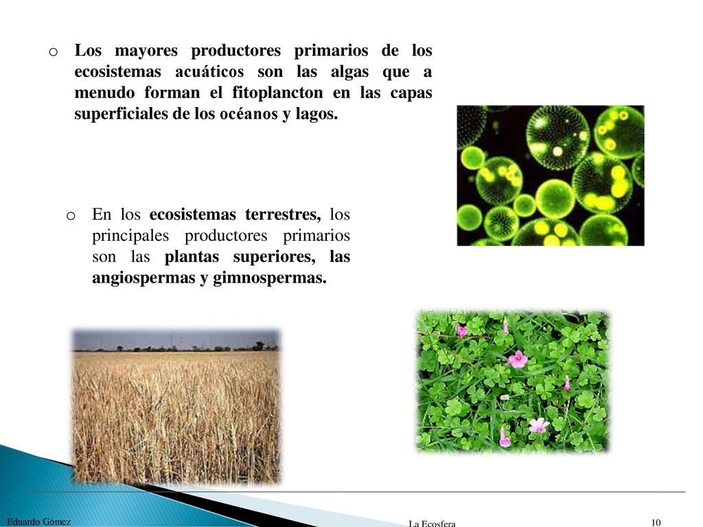 Los mayores productores primarios de los ecosistemas acuáticos son las algas que a menudo forman el fitoplancton en las capas superficiales de los océanos y lagos.