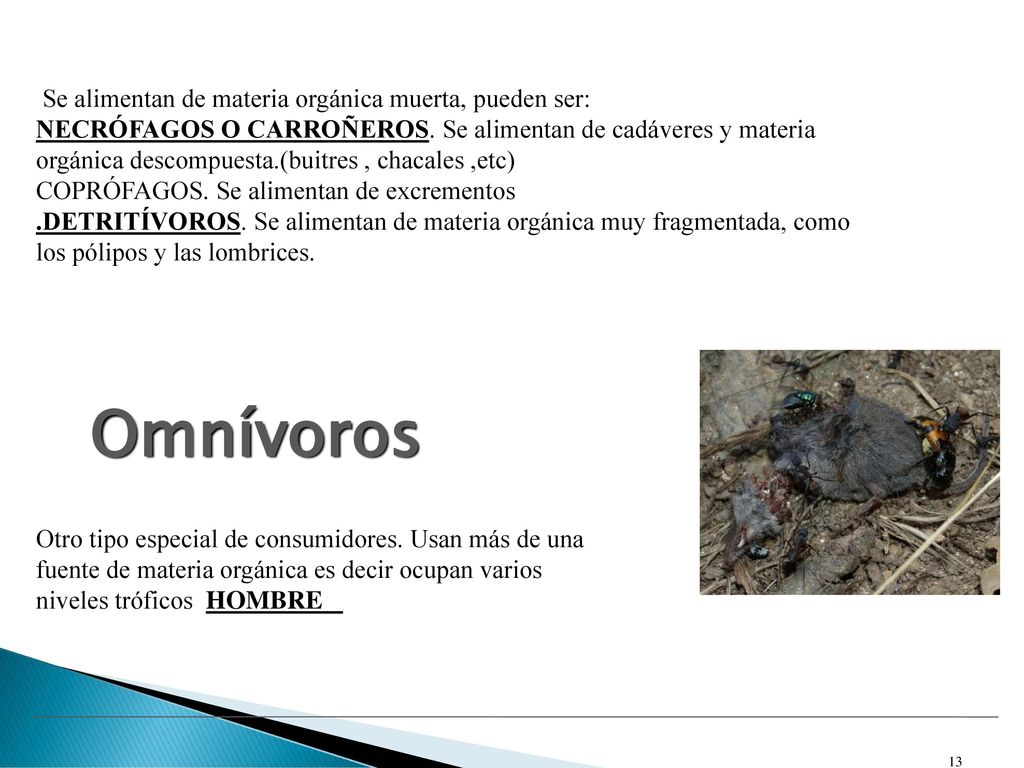 Omnívoros Se alimentan de materia orgánica muerta, pueden ser: