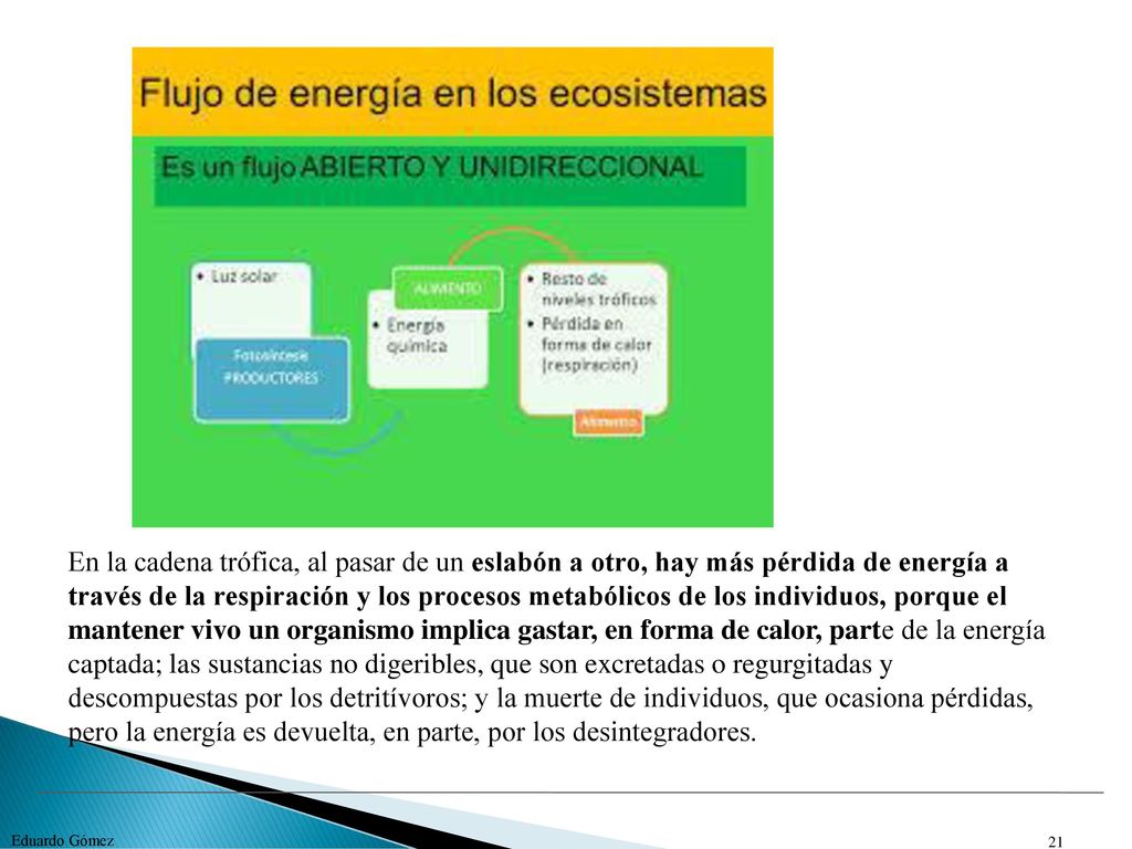 En la cadena trófica, al pasar de un eslabón a otro, hay más pérdida de energía a través de la respiración y los procesos metabólicos de los individuos, porque el mantener vivo un organismo implica gastar, en forma de calor, parte de la energía captada; las sustancias no digeribles, que son excretadas o regurgitadas y descompuestas por los detritívoros; y la muerte de individuos, que ocasiona pérdidas, pero la energía es devuelta, en parte, por los desintegradores.