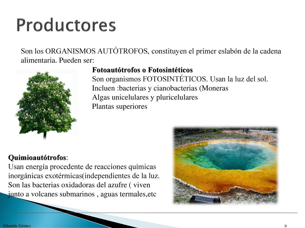 Productores Son los ORGANISMOS AUTÓTROFOS, constituyen el primer eslabón de la cadena alimentaria. Pueden ser: