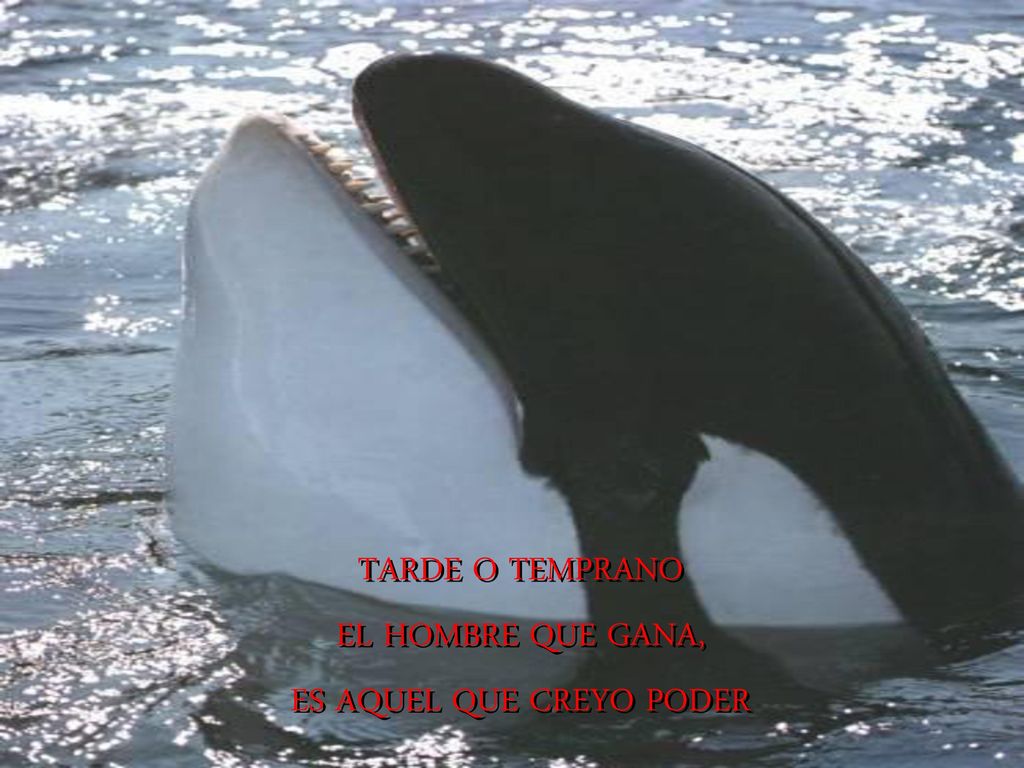 TARDE O TEMPRANO EL HOMBRE QUE GANA, ES AQUEL QUE CREYO PODER