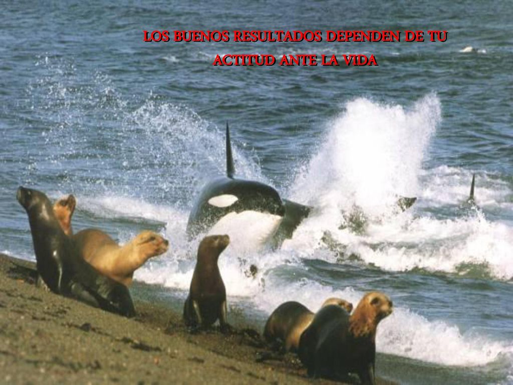 LOS BUENOS RESULTADOS DEPENDEN DE TU ACTITUD ANTE LA VIDA