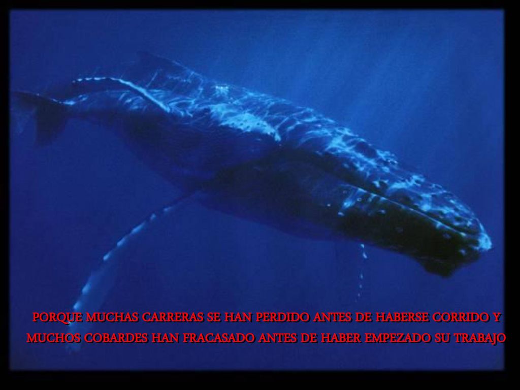 PORQUE MUCHAS CARRERAS SE HAN PERDIDO ANTES DE HABERSE CORRIDO Y MUCHOS COBARDES HAN FRACASADO ANTES DE HABER EMPEZADO SU TRABAJO