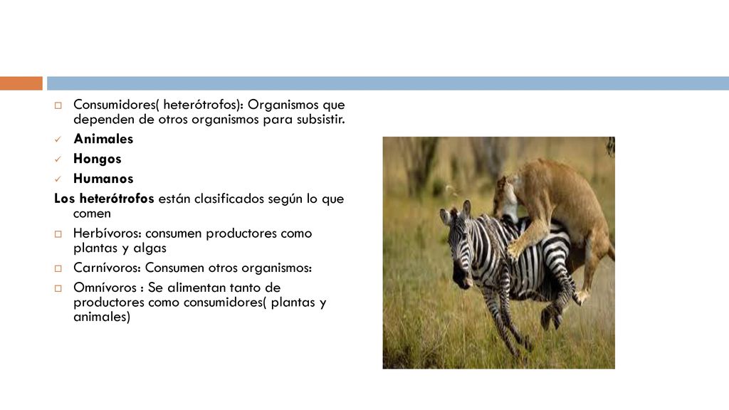 Consumidores( heterótrofos): Organismos que dependen de otros organismos para subsistir.