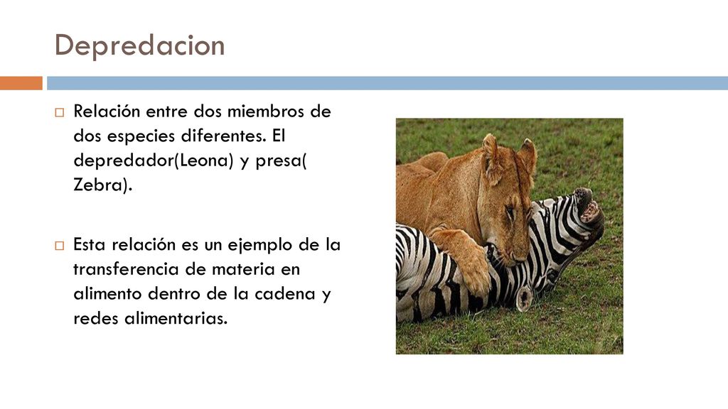 Depredacion Relación entre dos miembros de dos especies diferentes. El depredador(Leona) y presa( Zebra).