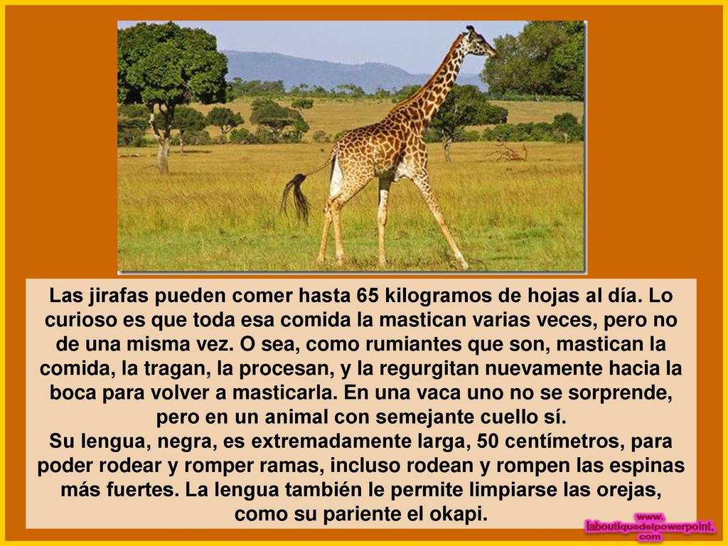 Las jirafas pueden comer hasta 65 kilogramos de hojas al día