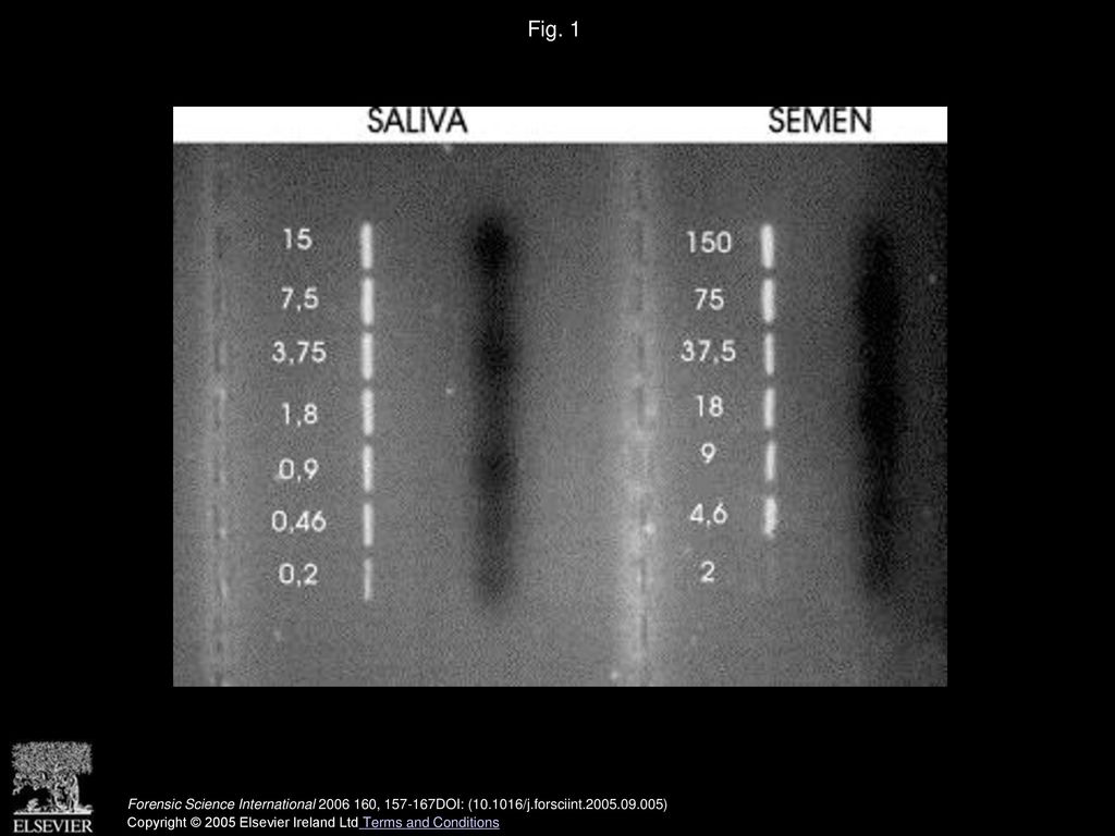 Fig. 1 HVRI amplifications from serial dilutions of saliva and semen DNAs. Numbers indicate the nuclear DNA concentrations in pg/μl.