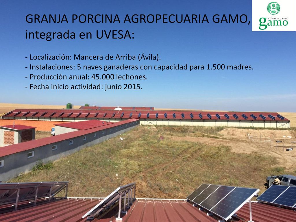 GRANJA PORCINA AGROPECUARIA GAMO, integrada en UVESA: - Localización: Mancera de Arriba (Ávila).