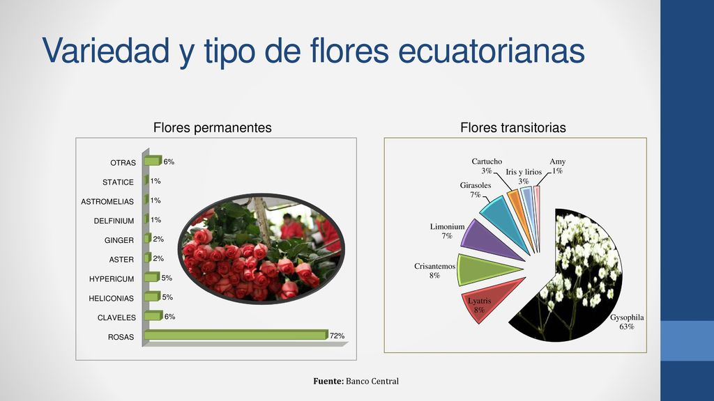 Variedad y tipo de flores ecuatorianas