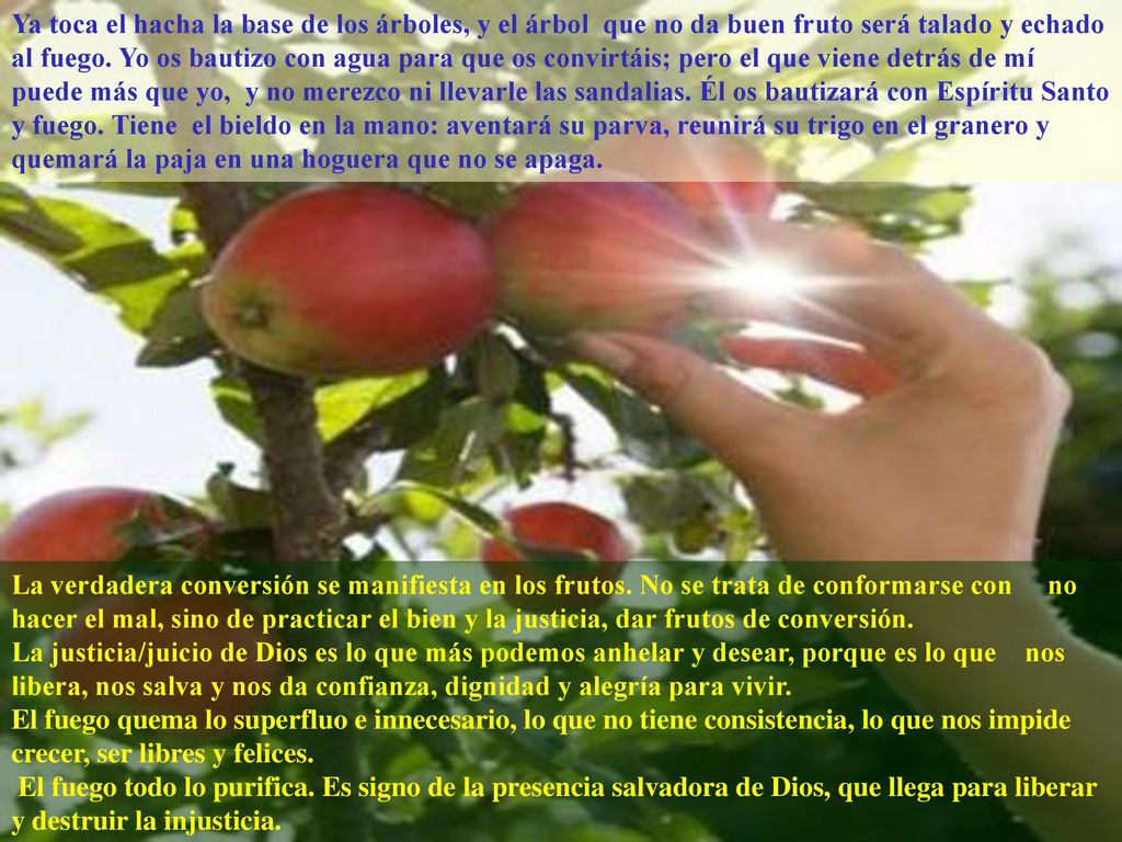 Ya toca el hacha la base de los árboles, y el árbol que no da buen fruto será talado y echado al fuego. Yo os bautizo con agua para que os convirtáis; pero el que viene detrás de mí puede más que yo, y no merezco ni llevarle las sandalias. Él os bautizará con Espíritu Santo y fuego. Tiene el bieldo en la mano: aventará su parva, reunirá su trigo en el granero y quemará la paja en una hoguera que no se apaga.