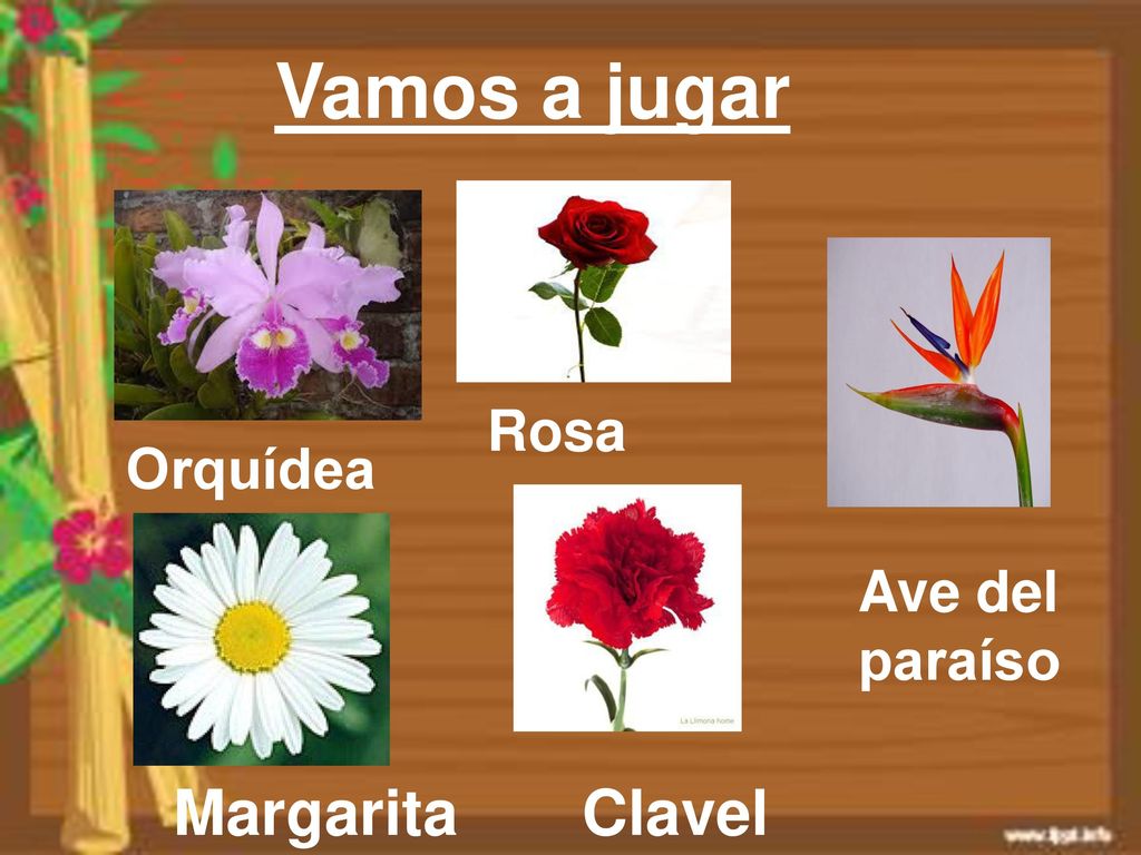 Vamos a jugar Rosa Orquídea Ave del paraíso Margarita Clavel