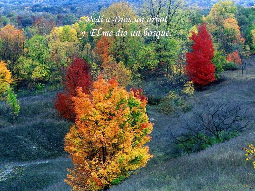 Pedí a Dios un árbol y El me dio un bosque.