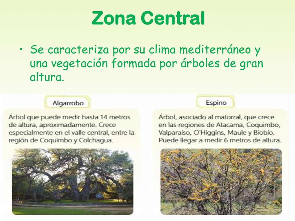 Zona Central Se caracteriza por su clima mediterráneo y una vegetación formada por árboles de gran altura.
